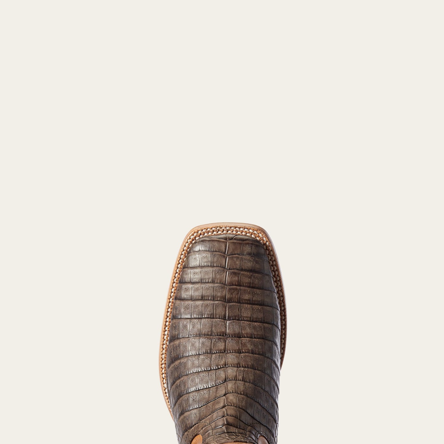 CHOCOLATE CAIMAN BELLY